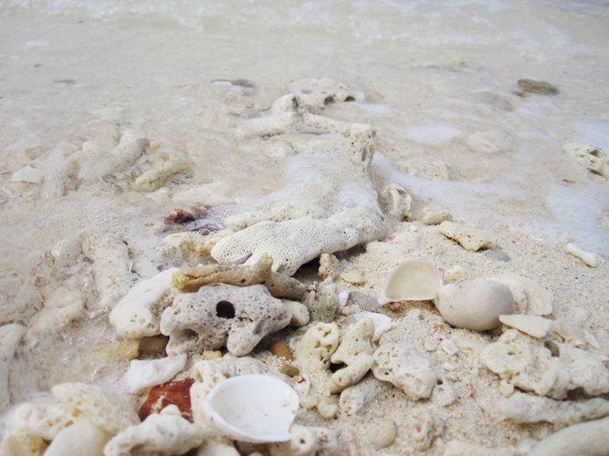 Seashells on soft Krabi sand
