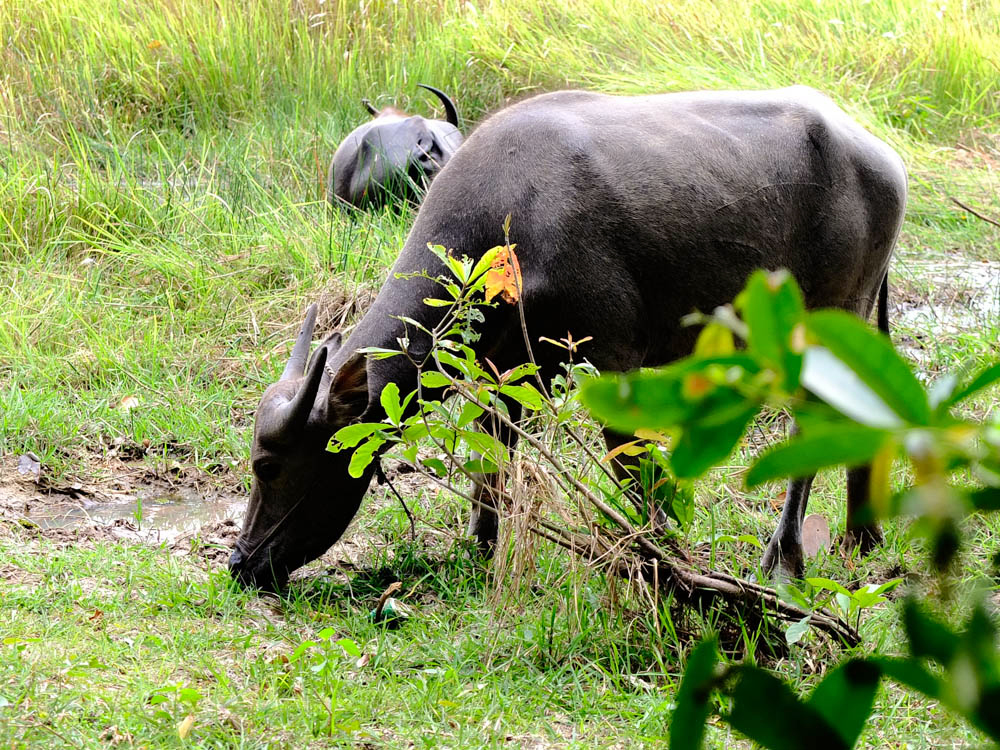 Water Buffalo in Siem Reap