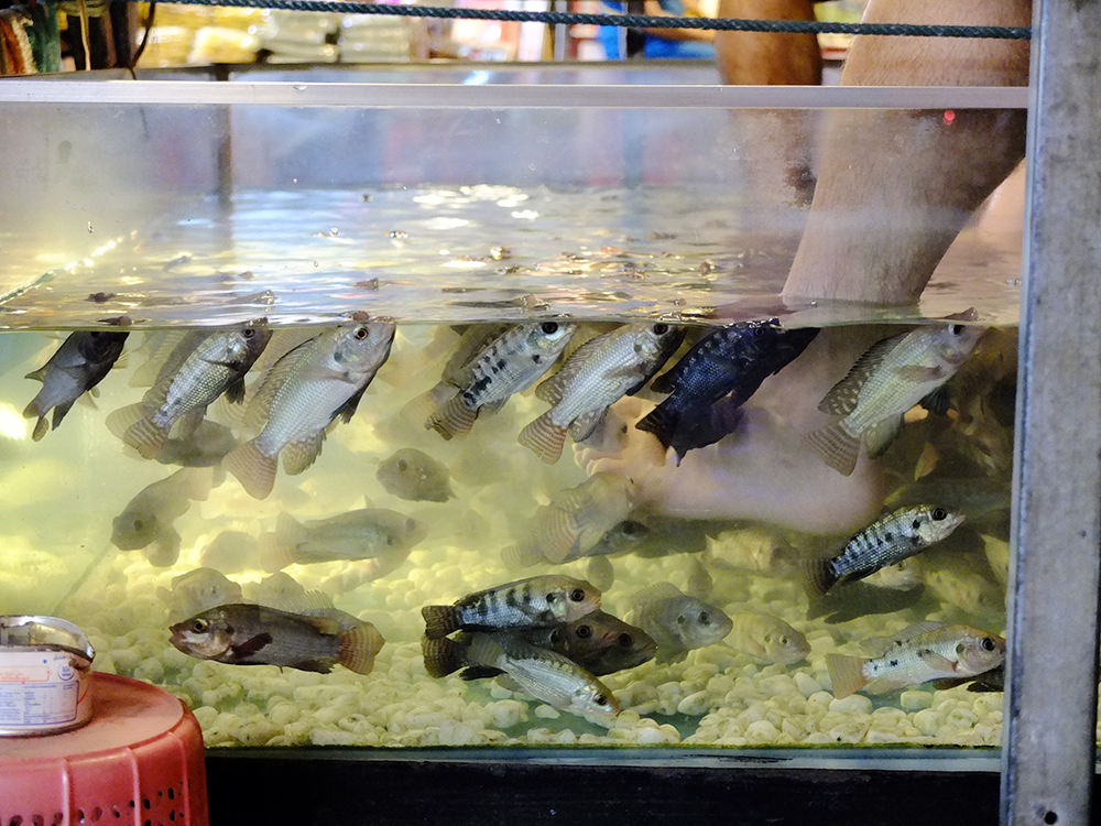 Fish spa in Siem Reap