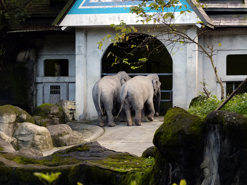 Dancing Elephants at The Taipei (Muzha) Zoo