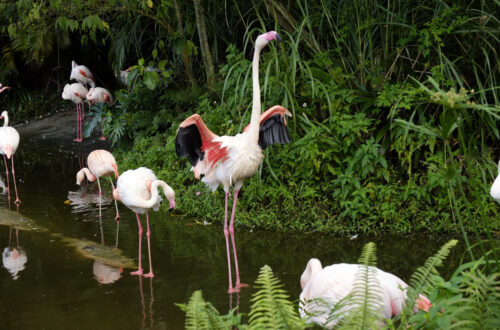 Flamingoes at the Taipei (Muzha) Zoo
