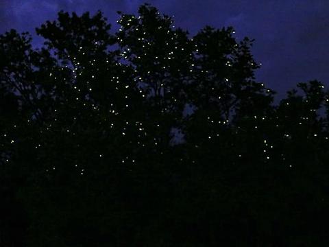 Fireflies at Iwahig River