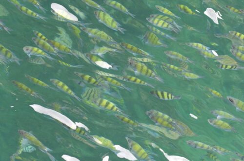 Plenty of fish in Krabi