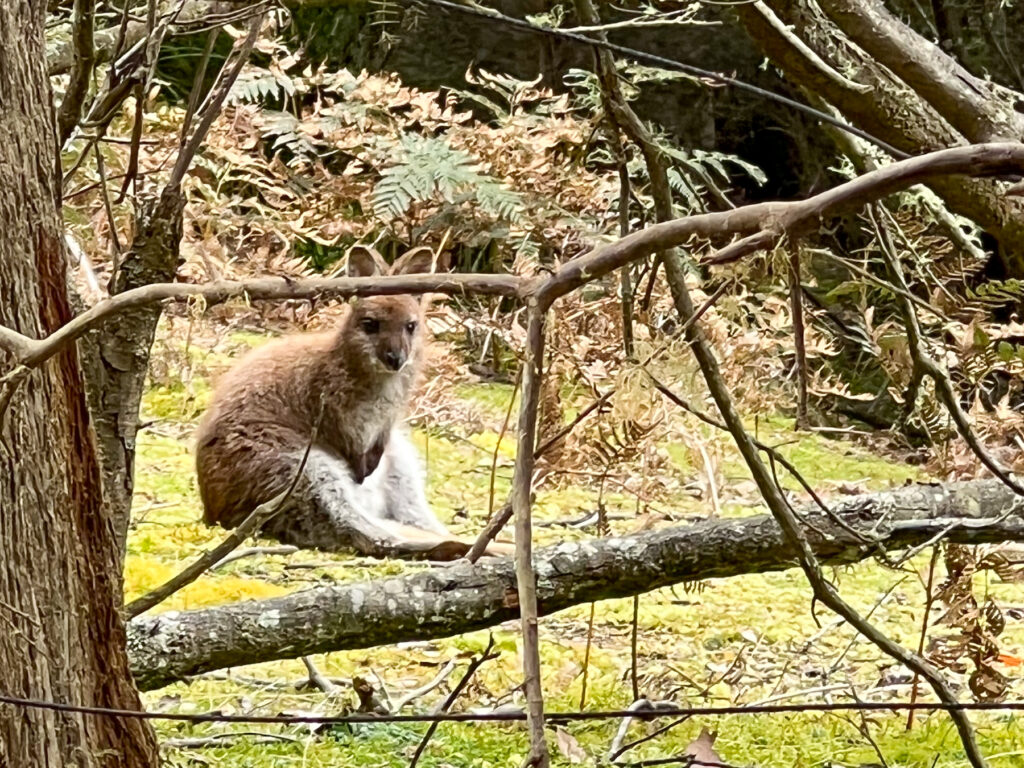 Wallaby on Bruny Island in Tasmania