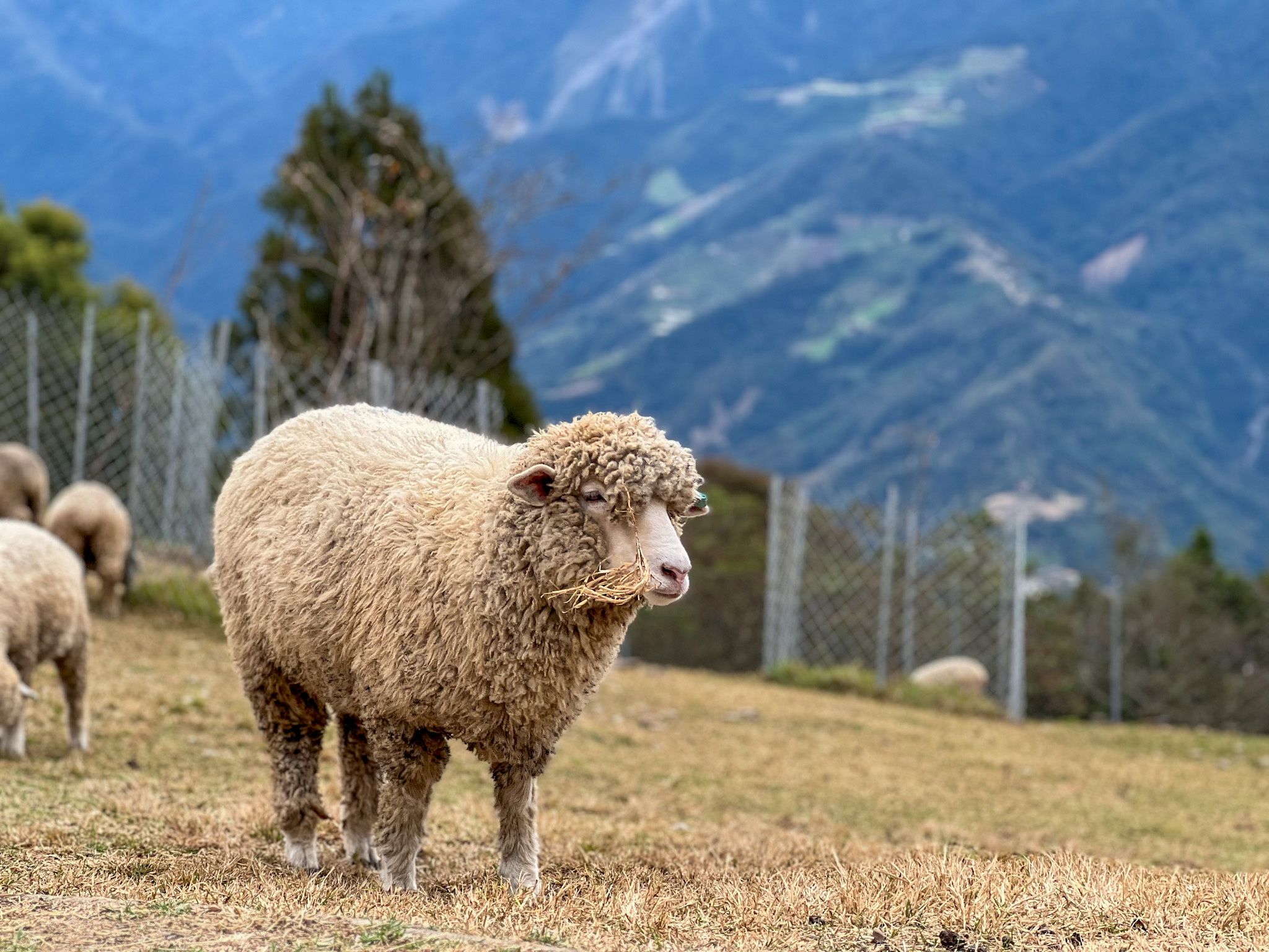 Cingjing Farm, Nantou